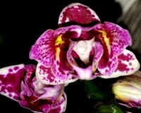 миниорхидеи,минифаленопсисы,орхидеи пилорики,бабочки,продажа орхидей к
