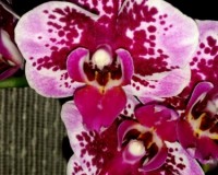 миди мультифлора рембрандт купить недорого, орхидеи продажа киев и укр