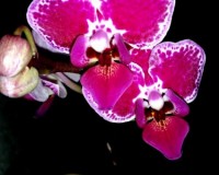 орхидеи вариегатные, миниорхидеи купить недорого;