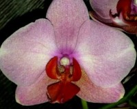 орхидеи для подарка, персиковый фаленопсис купить в подарок;