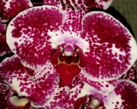фаленопсис ЭЛЕГАНТ ДЖУЛИЯ купить недорого, уценка орхидей киев купить,