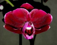 орхидеи продажа киев,орхидеи купить,черная орхидея,орхидея домашняя;