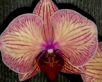 коралловая орхидея купить недорого, орхидеи продажа киев и украина,орх