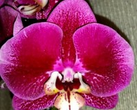 орхидеи на подарок купить недорого киев с доставкой, продажа орхидей к