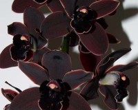 черная орхидея восковик купить,черный цимбидиум,cali night цимбидиум,о