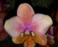 миди мультифлора оранжевая орхидея, продажа орхидей киев и украина;