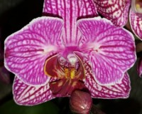 орхидея бабочка,мультифлора фаленопсис бабочка купить недорого;