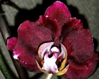 орхидеи продажа киев и украина, черные орхидеи купить недорого;