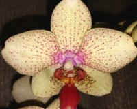 фаленопсис САЛАТОВЫЙ, БЕЛЫЙ, орхидеи продажа киев и украина,орхидеи по