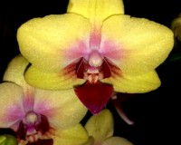 миди мультифлора спанки орхидея купить, орхидеи продажа киев и украина