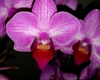 фаленопсис ВИЕНА мультифлора купить недорого, дешевые орхидеи киев куп