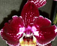 темные бордовые орхидеи,бархатные фаленопсисы, черные орхидеи купить н