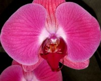 орхидеи КРУПНЫЕ продажа киев и украина,орхидеи почтой;