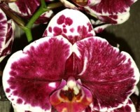восковые орхидеи фаленопсисы купить киев;