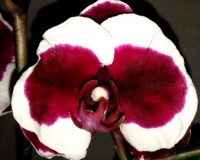 черные орхидеи восковые купить, продажа орхидей в киеве;