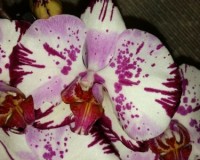 фаленопсис ДАЙМОНД СКАЙ купить недорого,сортовые орхидеи продажа