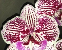 орхидея продажа киев и украина,орхидеи купить,орхидея биглип,крупные о