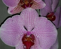 орхидеи редких расцветок купить киев И УКРАИНА, орхидеи продажа киев и