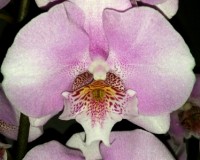 орхиде продажа киев, орхидеи купить недорого киев и украна, фаленопсис