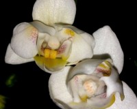 орхидеи продажа киев,орхидеи купить, орхидеи пилорик,бабочки;