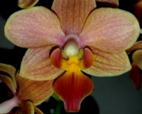 мультифлора оранжевая орхидеи,