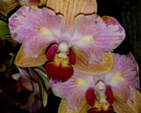 фаленопсис бабочка мультифлора купить недорого, орхидеи продажа киев и