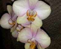 орхидеи крупные каскадные, орхидеи на подарок купить недорого орхидеи