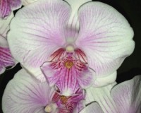 орхидеи продажа киев, орхидеи купить киев и украина,фаленопсис биг лип
