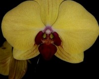 желтая орхидея купить для подарка, орхидеи продажа киев и украина,фале