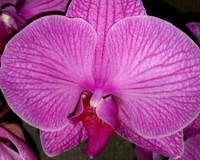 королевские орхидеи, крупные орхидеи 10-12 см цветок купить;