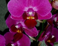 миди мультифлора лиловая орхидея купить;