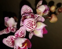 фаленопсис пилорик купить недорого,миди мультифлора орхидеи купить нед