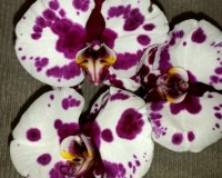 орхидеи продажа киев и украина недорого,уценка орхидей, дешевые орхиде