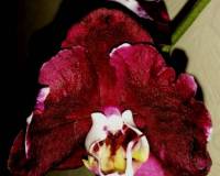 черная орхидея восковик купить, орхидеи продажа киев и украина;