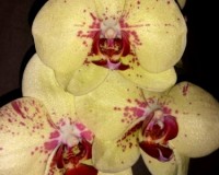фаленопсис лимонный восковик, орхидеи продажа киев и украина,орхидеи п