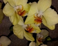 фаленопсис салатовый кандела купить киев и украина, орхидеи почтой,ред