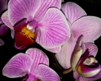 орхидеи миди мультифлора купить,орхидеи продажа,орхидеи почтой;
