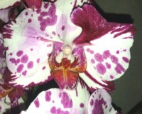 бабочка орхидея даймонд скай,бабочка меджик арт, фаленопсис бабочка;