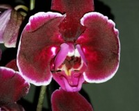 черный восковик орхидея купить,орхидеи почтой;