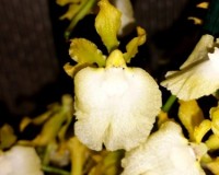 онцидиум ароматный купить недорого,желтая орхидея ароматная;