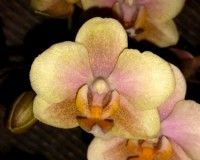 ароматные фаленопсисы орхидеи купить,орхидеи с цветными листьями купит