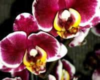 черный мульти восковик,мультифлора орхидея купить,тигровая орхидея;