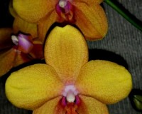 оранжевая орхидея купить на подарок,орхидеи недорого;