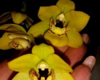 протея орхидея ампельная желтая купить;