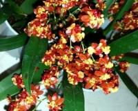 онцидиум ароматный купить недорого,орхидеи уценка;