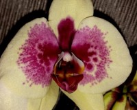 орхиде продажа киев, орхидеи купить,орхидеи крупные сортовые;