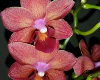 орхидеи восковые,орхидеи купить, орхидеи продажа киев,орхидеи красные
