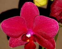 сого будди фаленопсис орхидея купить недорого,мультифлора сортовая куп
