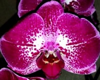 киев орхидеи,орхидеи киев, крупные орхидеи 10-12 см цветок куп;