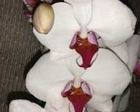 фаленопсис белый ред липс,недорогие орхидеи,орхидеи почтой, орхидеи пр